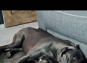 2 year old cane corso