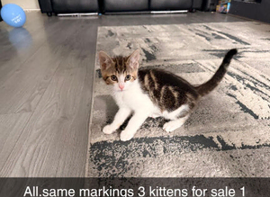 3 kittens
