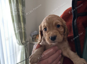 Cocker Spaniels