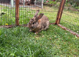 Rabbit