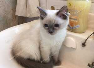 Ragdoll kittens fully vaccinated registered and insured &pound;500