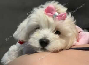 Home-Raised F1 Maltipoo Puppy &ndash; ready Now