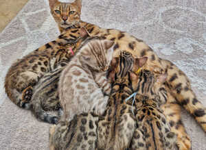 Bengal kittens looking for their forever home