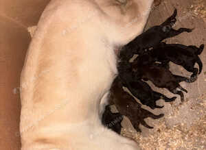 Kc registered Labradors