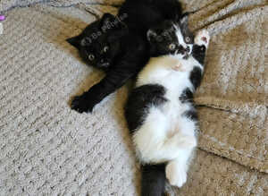 British shorthair pedigree kittens rare colours