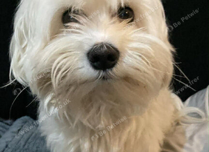 Loving Home Wanted for My 7-Year-Old Maltese