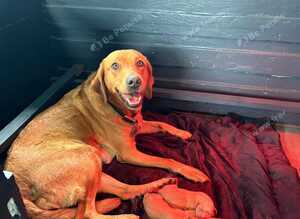 3 health checked Labrador puppies