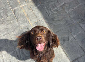 Cocker spaniel & Jack Russell