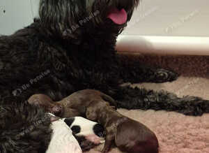 Australian Labradoodle puppies - health tested