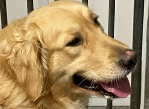 Golden Retriever at stud. Kennel Club registered