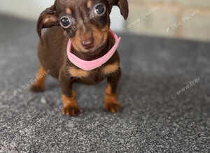 Miniature dachshund