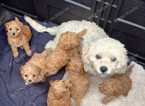 Cavapoo