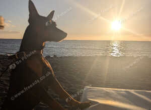 Miniature Pinscher for Stud