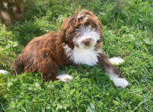 3 boy cockapoo