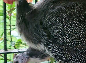 Guinea Fowl