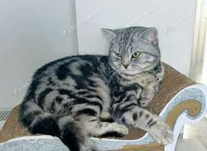 Beautiful Pure Bred Silver Tabby BSH