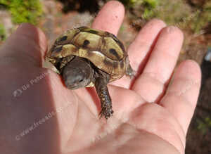 Testudo hermanni babies