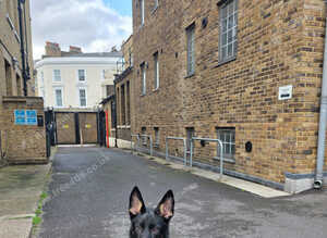 Female Black&Tan German Shepherd
