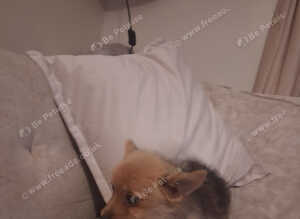 Gorgeous muffin female Yorkshire terrier