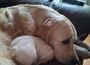 Beautiful Golden Retriver Puppies