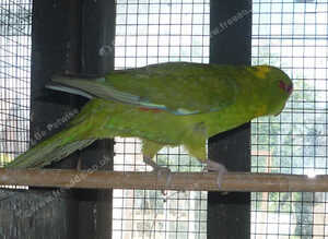 Baby kakarikis x 3 looking for new homes