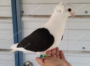 BLACK SADDLE GERMAN OWL PIGEONS