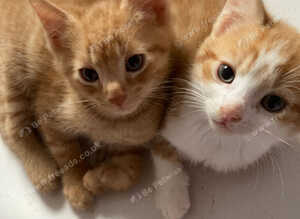 Gorgeous ginger kittens