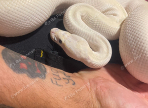 Blue eyed Lucy royal python
