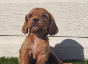 3 left Gorgeous cocker spaniel pups