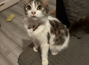Male main coon
