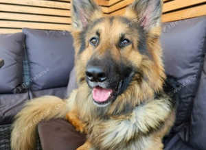 Proven KC registered German Shepherd Stud