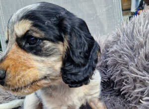 Cooker spaniels puppies