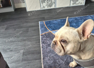 Frenchie