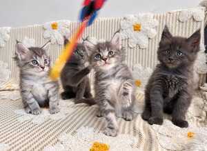 Tica registered blue Maine Coon