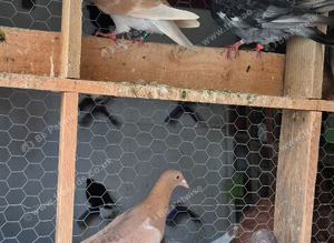 Racing pigeon for sale