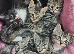 7 kittens