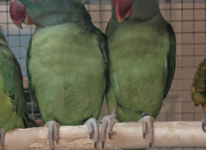 Young Alexandrine Parrots