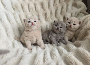 Champion GCCF British Shorthair Kittens