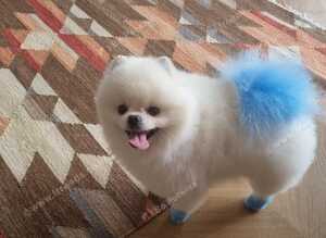 Beautiful white toy pomeranian