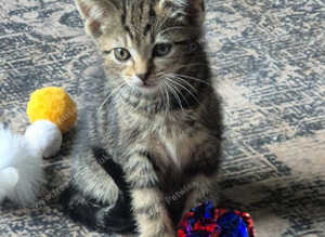 Playfully kittens ready for forever homes