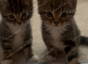 Kittens