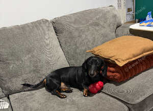 Lovely 3 year old boy needs rehoming