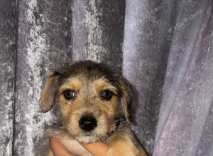 Yorkie x Jack Russel