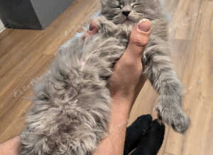 Polydactyl on all 4 feet blue girl