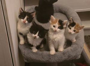 Kittens