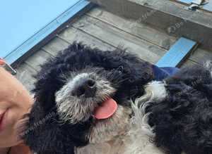 Puppy for sale 500 ono
