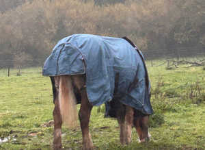 Grazing or sole use yard