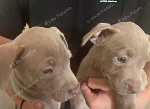 Staffie puppys
