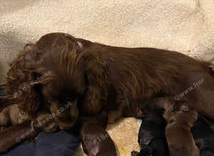 Cocker spaniel