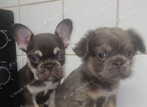Kc reg French bulldog puppies